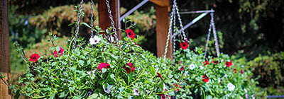 Hanging Planters