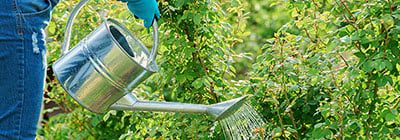 Watering Cans