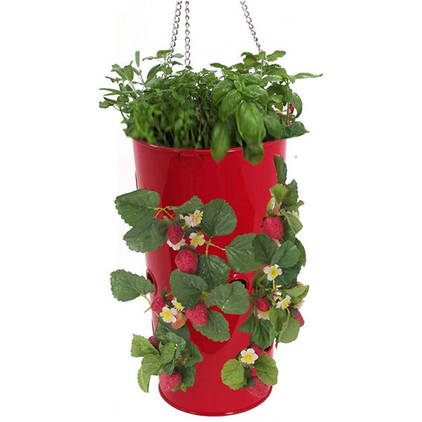 large jade plant for sale near me Buy Mini Leaf Jade Plants Online